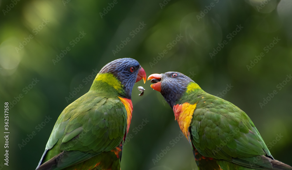 Two Rainbow Lorikeets Looking At Each Other
