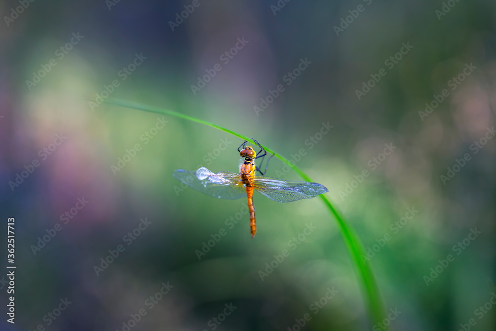 Dragonfly - clinging to blades of grass, just hatched and dries in the sun, has a damaged wing. beautiful blue bokeh. Dragonfly - clinging to blades of grass, just hatched and dries in the sun, has a damaged wing. beautiful blue bokeh.