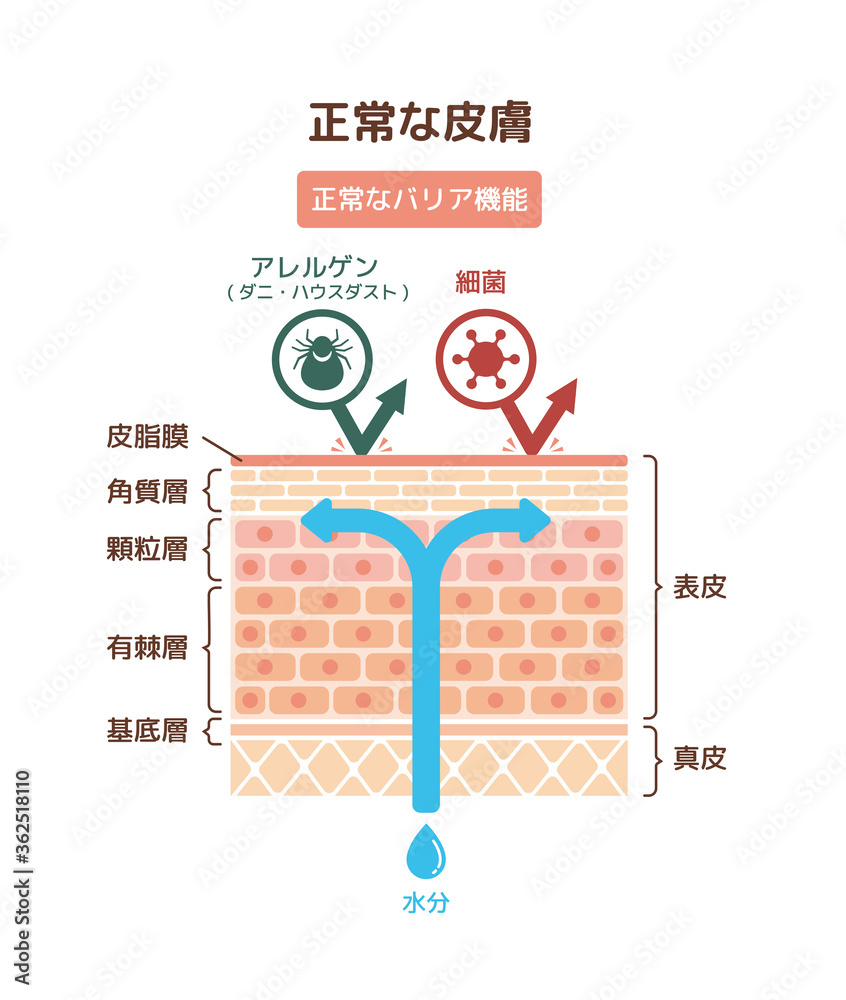 健康な皮膚 正常なバリア機能 断面図イラスト Stock Vector Adobe Stock