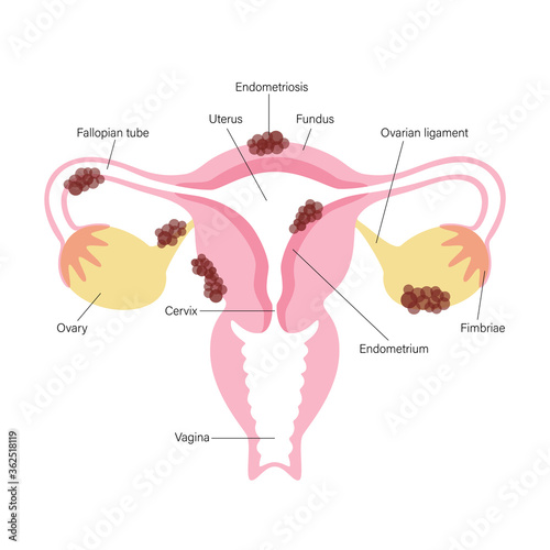 Reproductive system concept