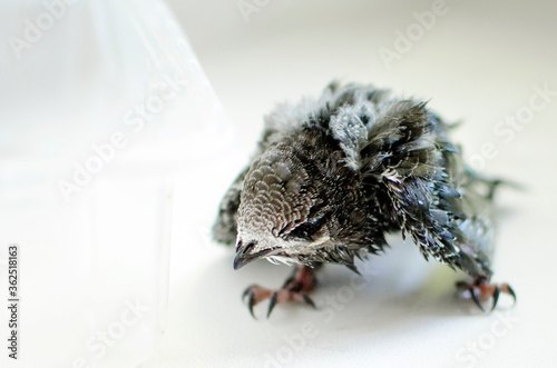 Little blind swift chick on a white background  close-up. The concept of helping birds  problems of ornithology.