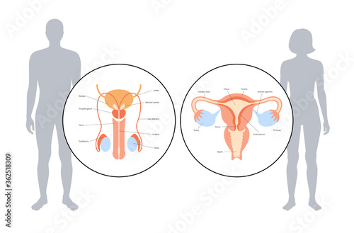 Reproductive system concept