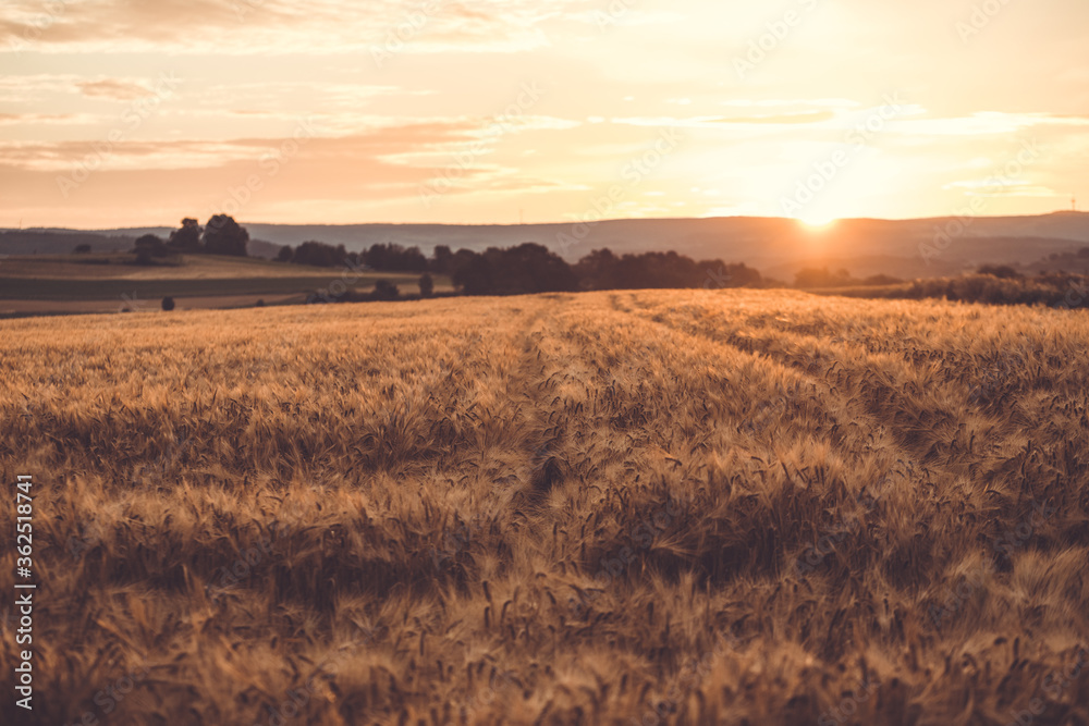 Kornfeld im Sonnenaugang