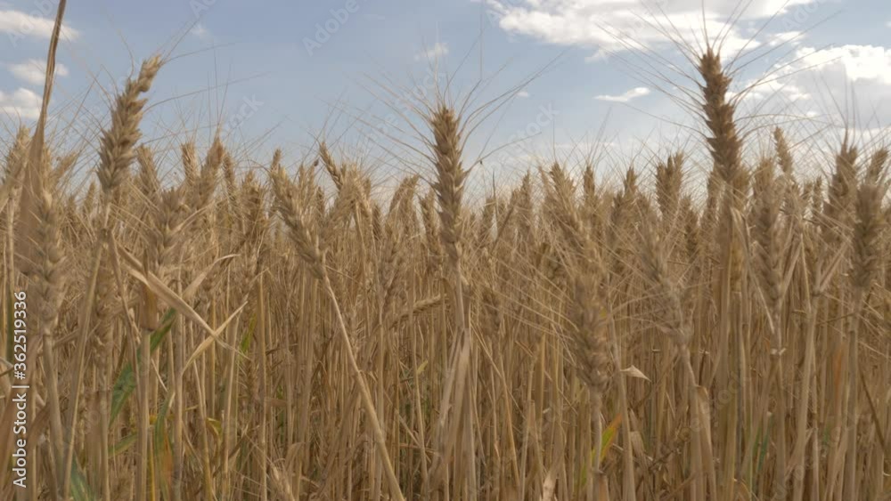 golden wheat field. spikes are beautiful and yellow. Wide field. the spikes are beautiful. There are trees in the field. Motion shooting 4K golden wheat field. spikes are beautiful and yellow. Wide field. the spikes are beautiful. There are trees in the field. Motion shooting 4K