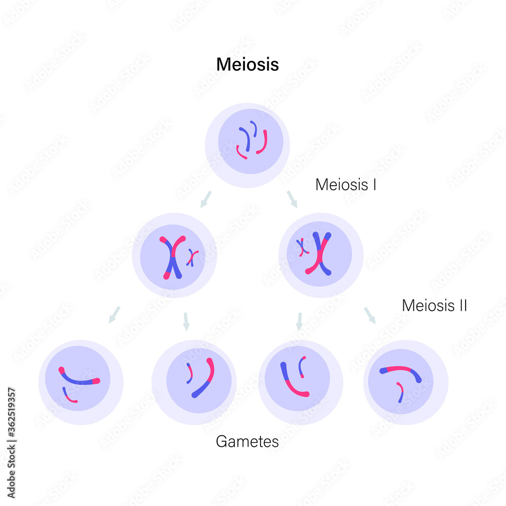 Meiosis cell division Meiosis cell division