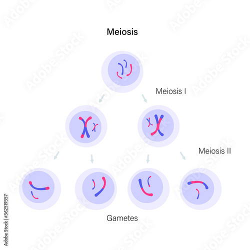 Meiosis cell division