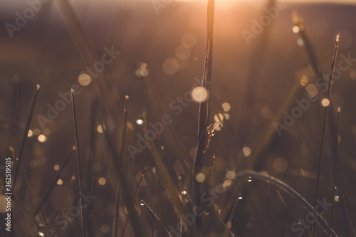 Gräser im Sonnenaufgang