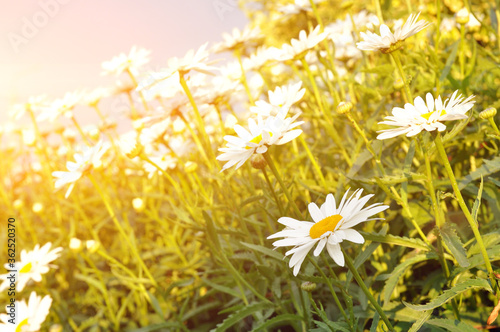 A bouquet of daisies in the light of the setting sun.