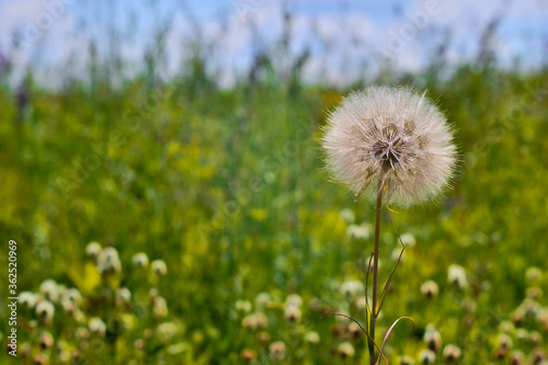 A large white dandelion of a Salsify close-up against a blooming Green meadow and blue sky.