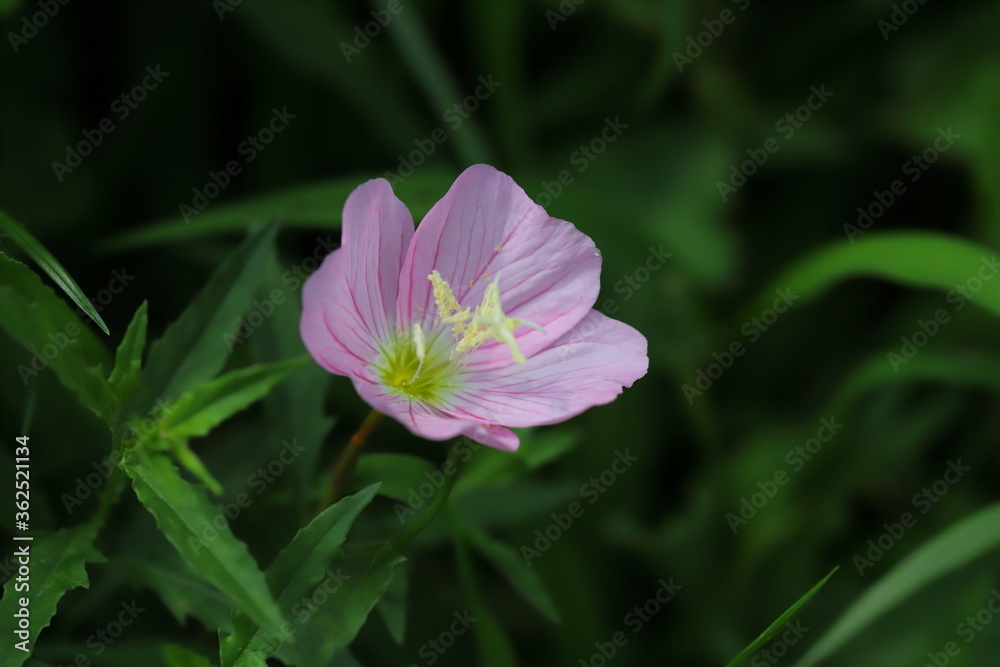 ヒルザキツキミソウのピンクの花
ヒルザキツキミソウのピンクの花