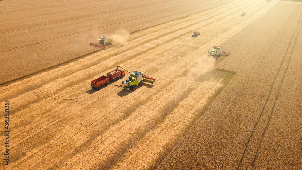 Harvester machines combines work harvest wheat in yellow or golden ripe field. Industrial agriculture, aerial view.