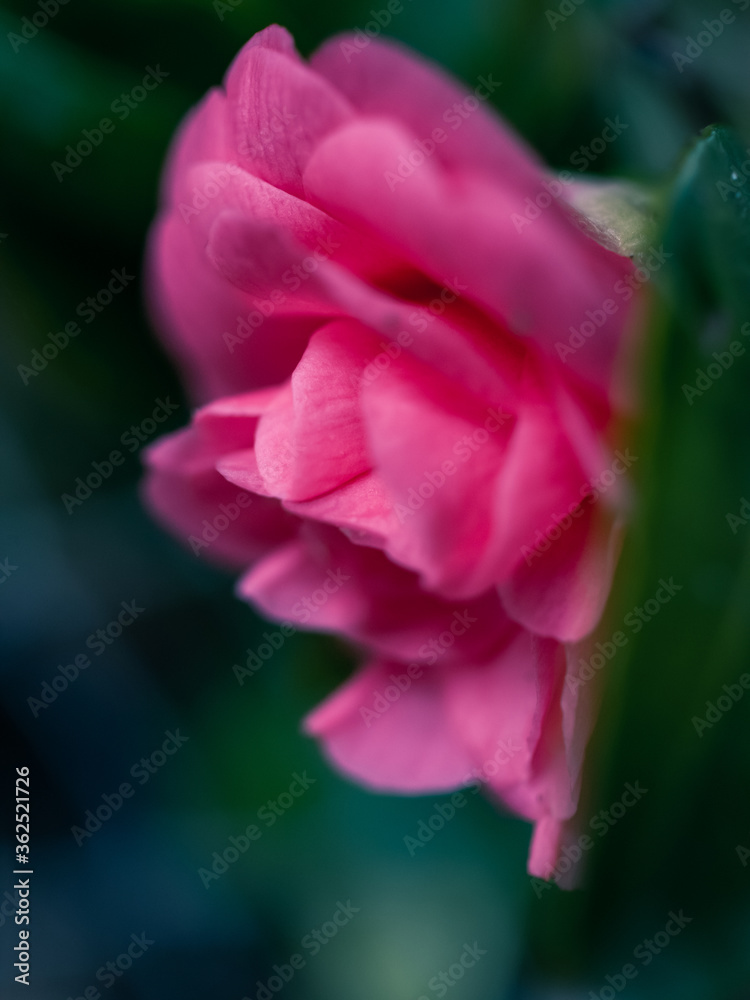 Camellia flower Camellia flower