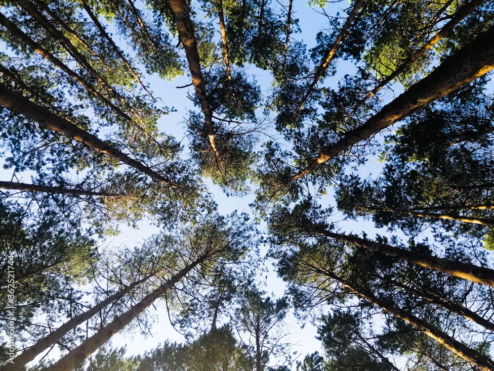 Obraz premium Summer day in a coniferous forest