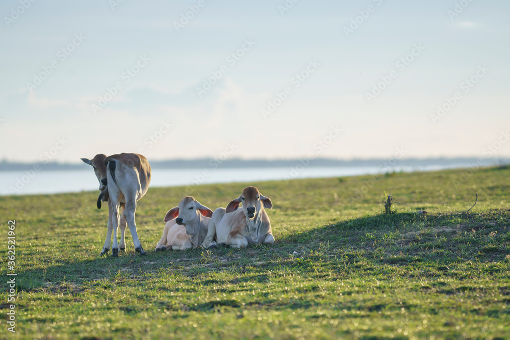 cow standing on the green field with blue sky background cow standing on the green field with blue sky background