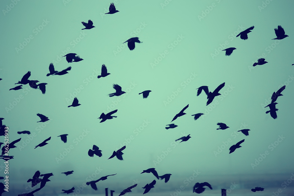Fototapeta premium abstract blurred background, flock of black birds in flight, concept of sadness stress, autumn depression