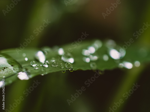 Water drops on grass