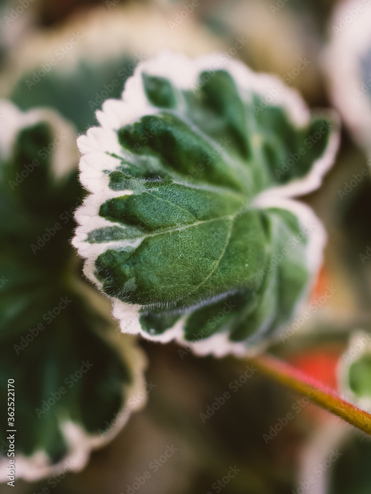 Green leaf Green leaf