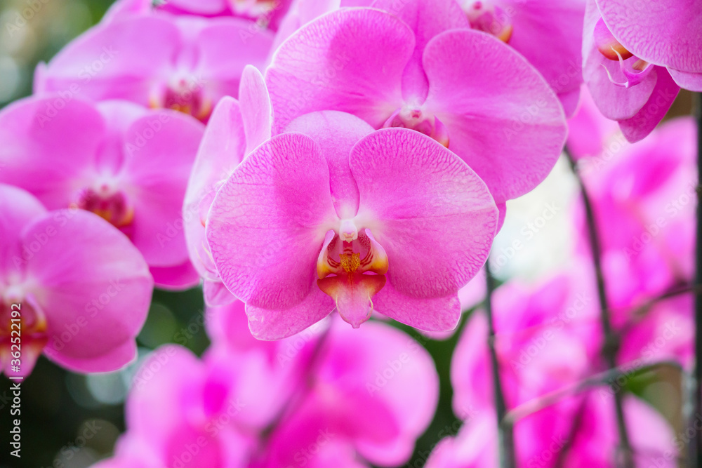 Beautiful Phalaenopsis Orchid flower blooming in garden floral background Beautiful Phalaenopsis Orchid flower blooming in garden floral background