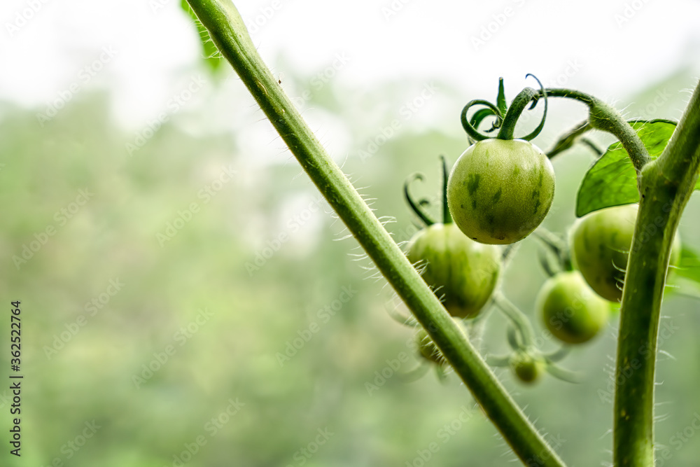 New Tomatos New Tomatos