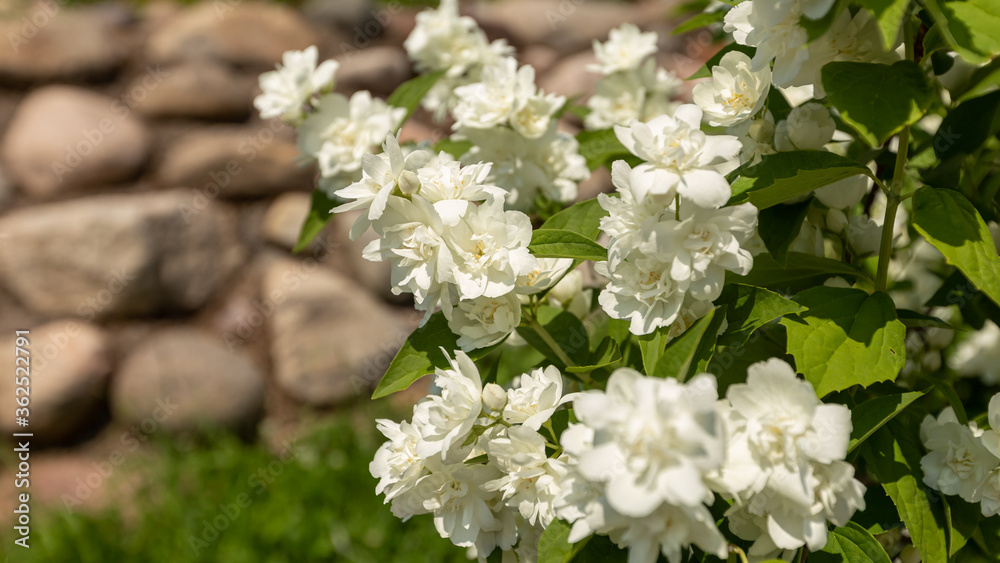 Flowering bush of white jasmine on a nature background. Terry jasmine. Selective focus Flowering bush of white jasmine on a nature background. Terry jasmine. Selective focus