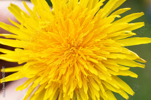 Yellow dandelion closeup background  summer