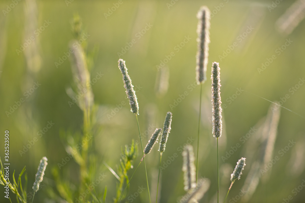 Grass in the backlight on a green field in summer with beautiful bokeh (horizontal)