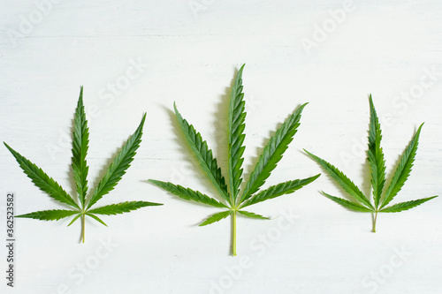 Three marijuana leaves on a white textured background.