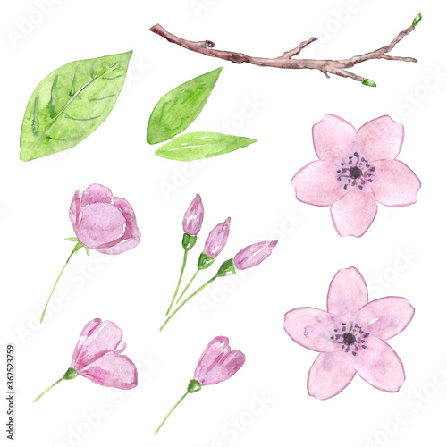 Watercolor cherry blossom set. Hand drawn illustration of pink flowers. Floral elements for wedding invitation, design, logo. Japanese blossom isolated on white. Spring blooming plant.