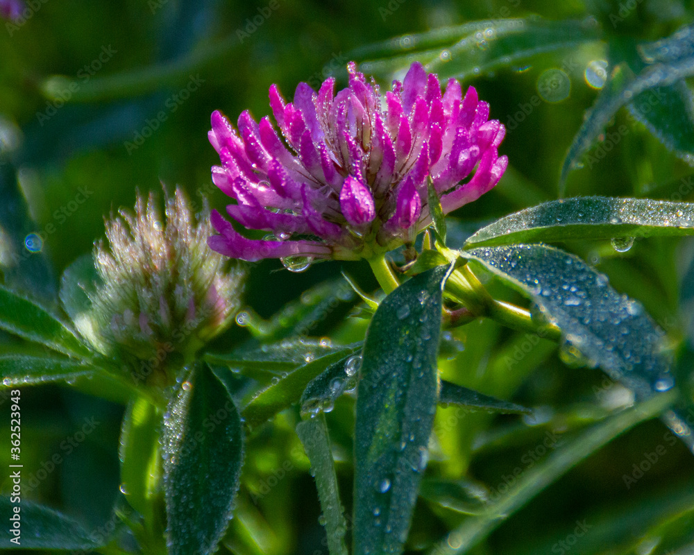 purple clover with water drops purple clover with water drops