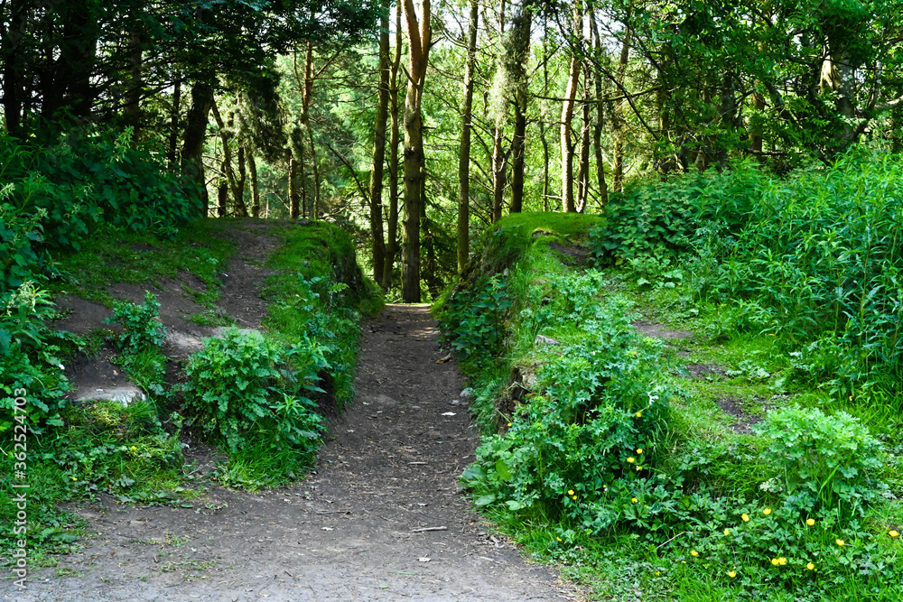 A cut out path through a forest A cut out path through a forest