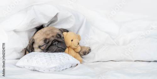Cute Pug puppy hugs favorite toy bear and sleeps on pillow under blanket at home. Empty space for text