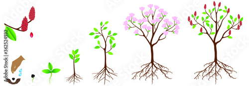 Cycle of growth of pink magnolia plant on a white background. photo