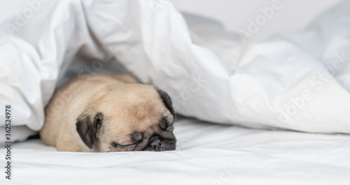 Tiny Pug puppy sleeps under warm blanket on the bed at home. Empty space for text