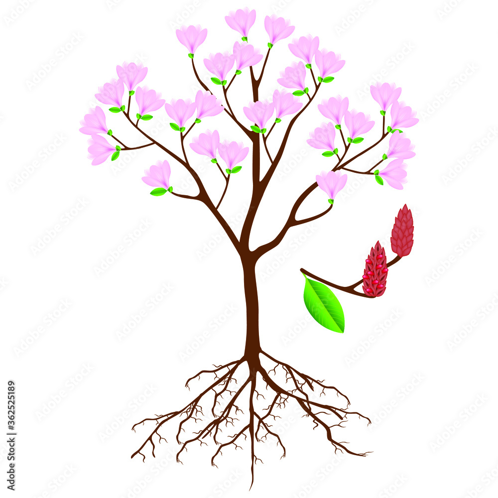 Fototapeta premium Parts of pink magnolia tree on a white background.