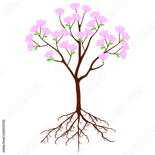 Magnolia tree with pink flowers and roots on a white background.