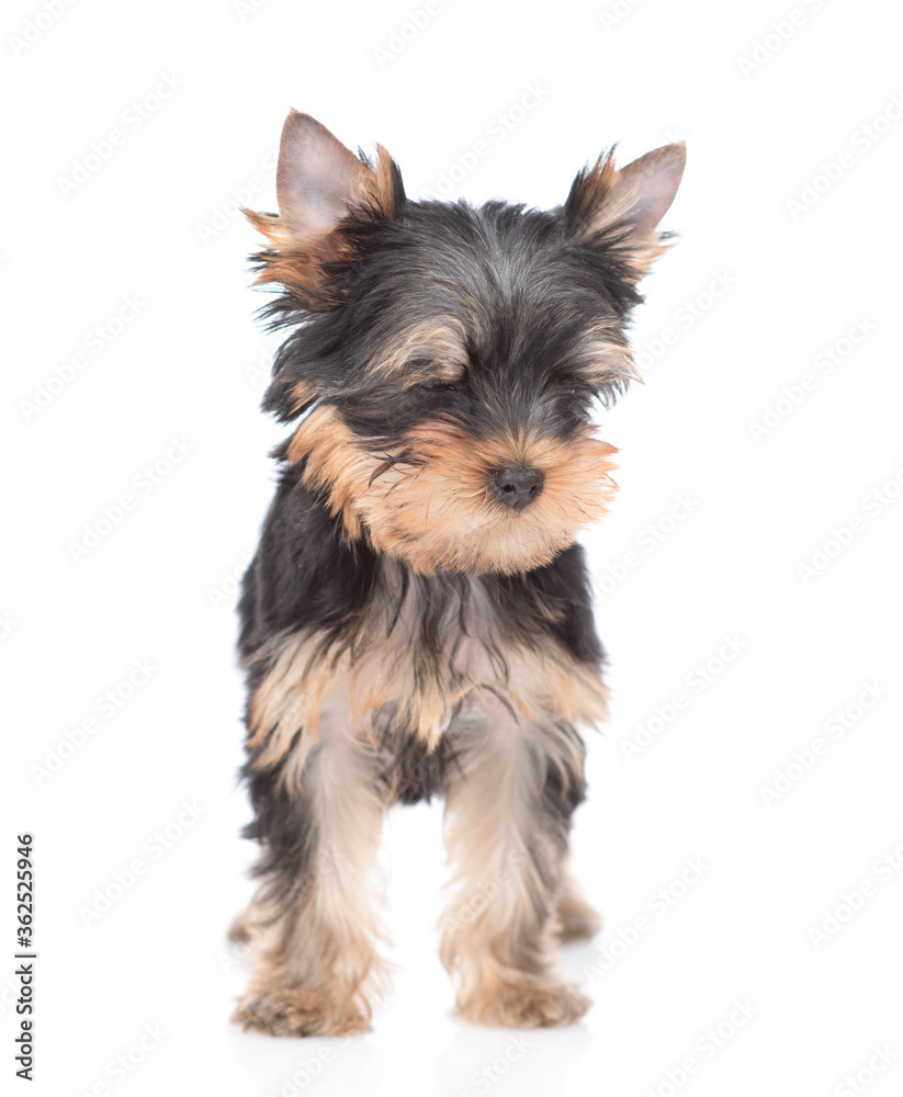 Yorkshire Terrier puppy stands in front view and looks away. Isolated on white background Yorkshire Terrier puppy stands in front view and looks away. Isolated on white background