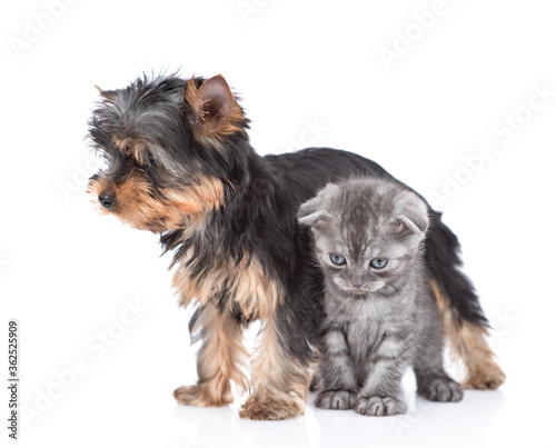 Yorkshire Terrier puppy and kitten stand together. Isolated on white background