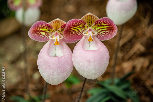 Paphiopedilum micranthum at orchids exhibition in Klosterneuburg photo