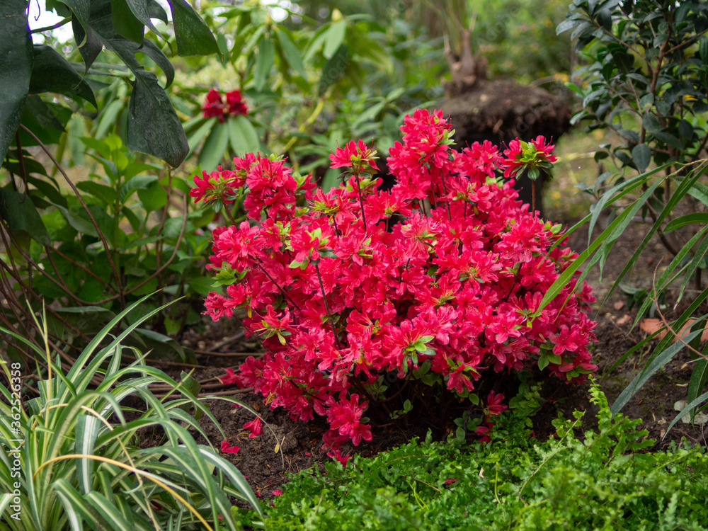 Flowering red Rhododendron in Avignon Palais des Papes garden