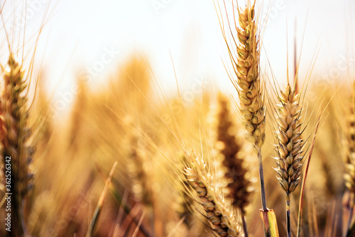 Fields of wheat at the end of summer fully ripe