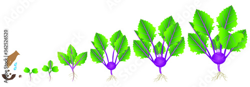 Cycle of growth of purple kohlrabi plant on a white background.