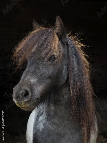 Cute Pony Headshot