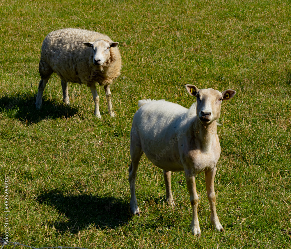 Obraz premium Abgeschorren Bruder 