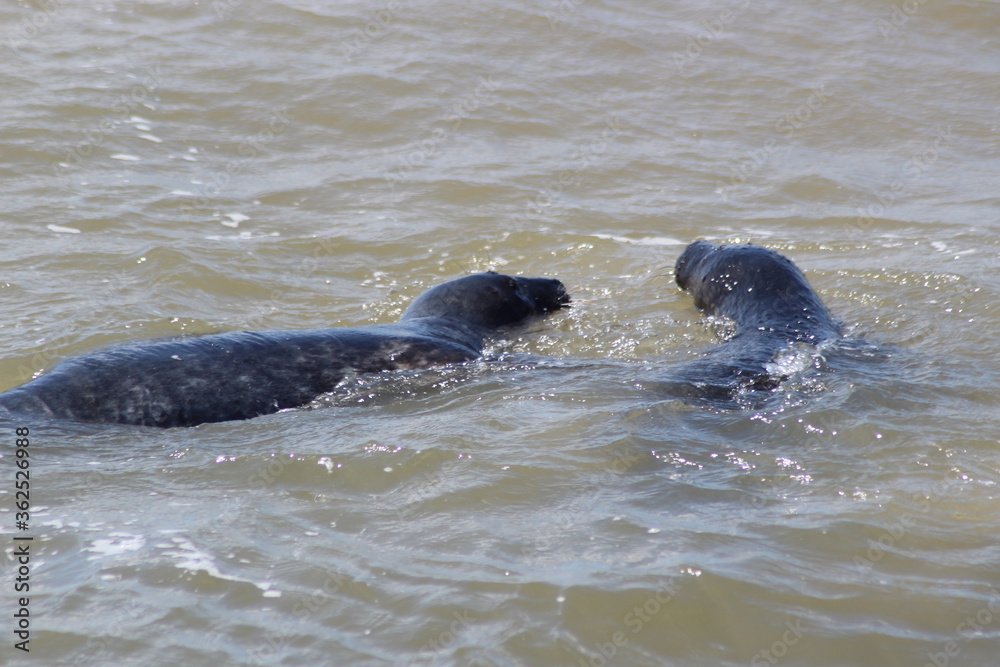 Fototapeta premium Earless seal in the sea.