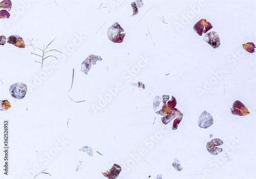 Handmade Paper With Dried Flower Petals