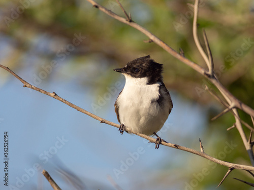 European Pied Flycatcher - Ficedula hypoleuca in Camargue, France photo