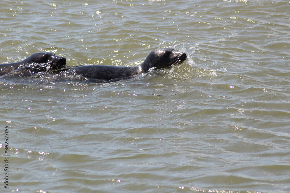 Fototapeta premium Earless seal in the sea.