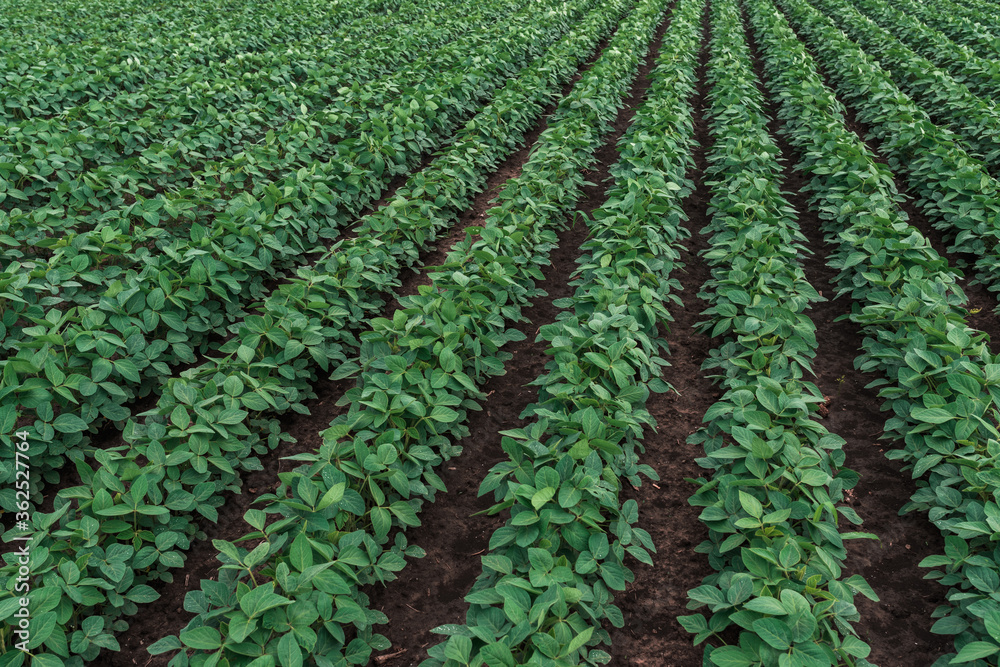 Rows of cultivated soybean crops in diminishing perspective Rows of cultivated soybean crops in diminishing perspective