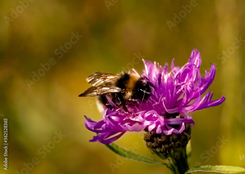 Beezeit Jetz! photo