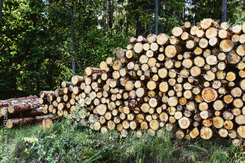 Tree cut cross section texture. Wood industry background. Stacked tree logs pattern. Pile of raw tree wood in forest.